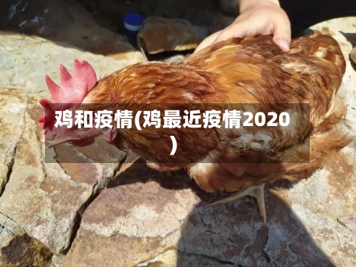 鸡和疫情(鸡最近疫情2020)