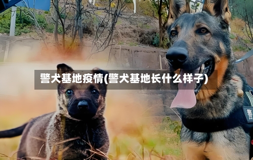 警犬基地疫情(警犬基地长什么样子)-第2张图片