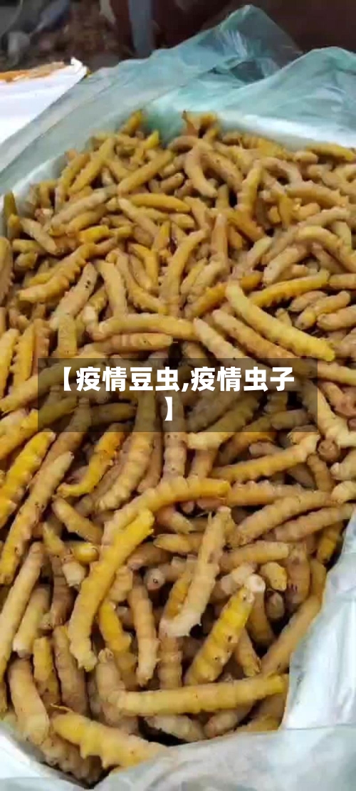 【疫情豆虫,疫情虫子】