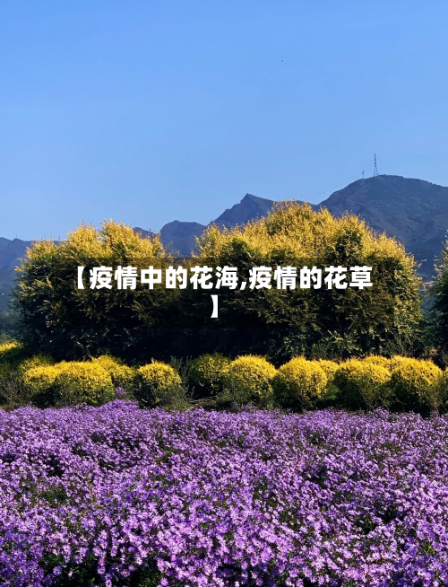 【疫情中的花海,疫情的花草】