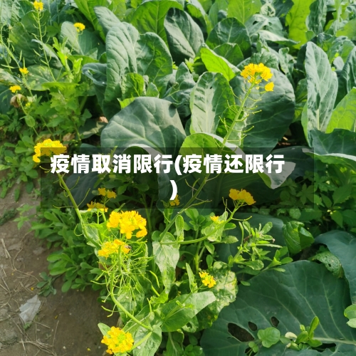 疫情取消限行(疫情还限行)